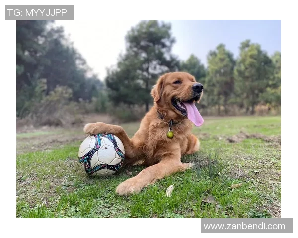 泰国金毛足球明星的传奇之路与背后的奋斗故事